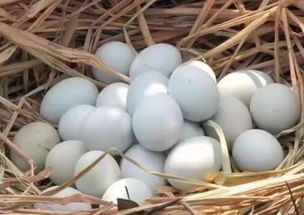 我縣新添3家市級菜籃子商品供應(yīng)基地